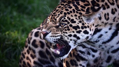 Wallpaper Jaguar Predator Teeth Animal Wild Cat Jaguar Beast
