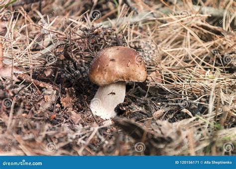 Beautiful Edible White Mushroom Stock Image Image Of Natural Needle
