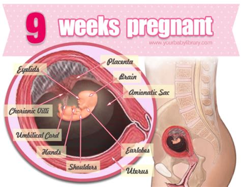 Sekitar dua minggu sejak anda telat menstruasi atau 6 minggu ketika anda mengalami menstruasi. Trimester Pertama: Tips Kehamilan Minggu 9 - Bidadari.My
