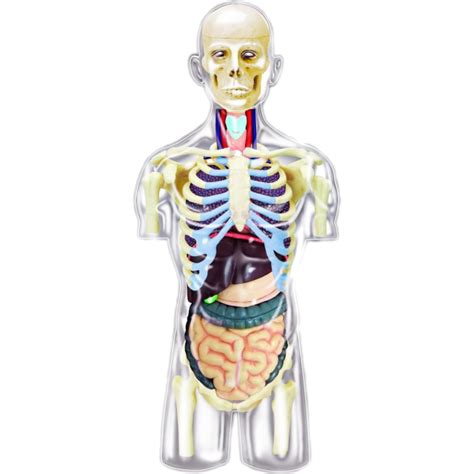 Female torso anatomy includes 6 skin modes, skeletal system with connective tissue, circulatory system, nervous system, lymphatic system, digestive system, respiratory. 4D Human Anatomy - Transparent Torso | | Puzzle Master Inc