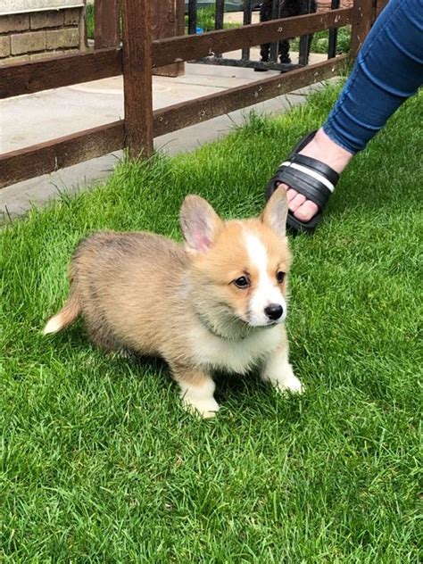 Corgi Puppies For Sale | Chicago, IL #330050 | Petzlover
