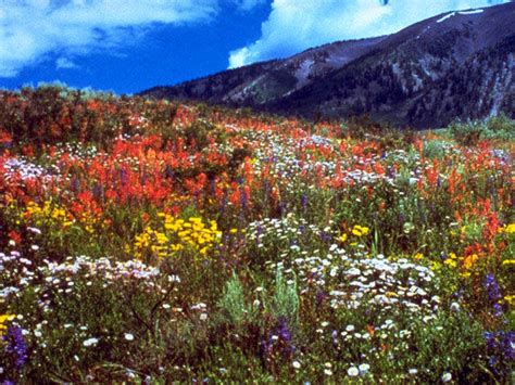Wildflowers Of The Rocky Mountains 18 High Resolution