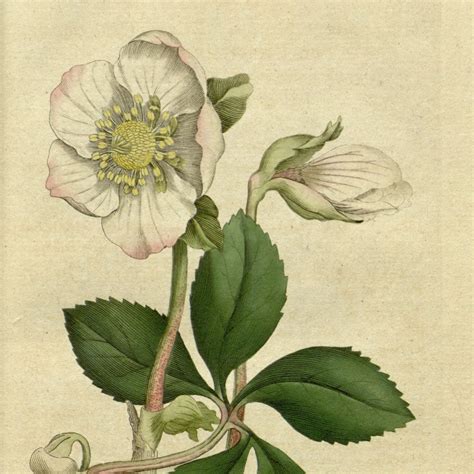 Botanical Prints French Painting Digital Image Plant