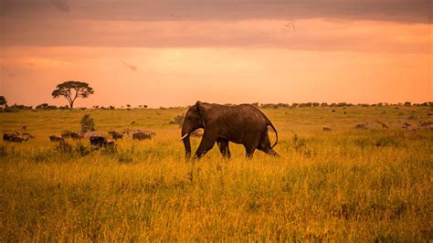 Serengeti Safari And Zanzibar In Tanzania Africa G Adventures