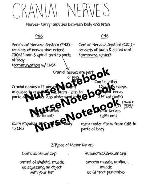 Cranial Nerves Cheat Sheet Pdf Download Mnemonic For Nursing Anatomy And Physiology Education