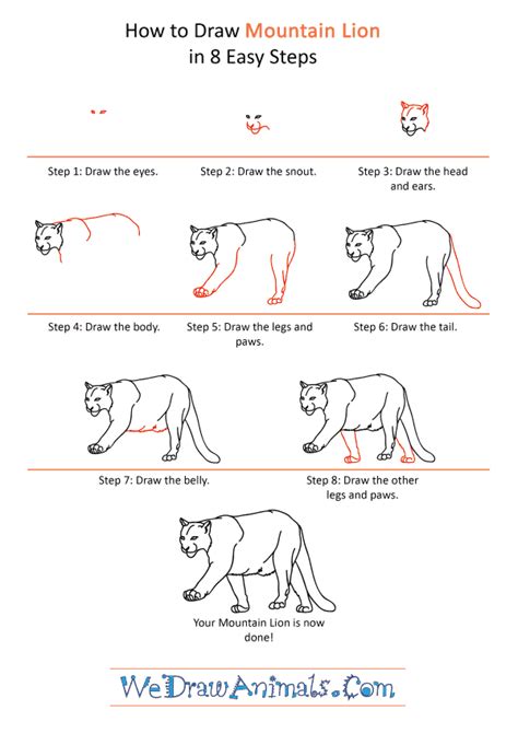 How To Draw A Realistic Mountain Lion