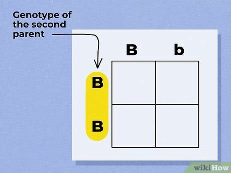 How To Use A Punnett Square To Do A Monohybrid Cross Steps