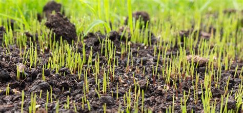 Top 10 How To Grow Grass From Seeds