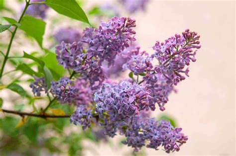 Tips For Growing The Common Lilac In Your Garden