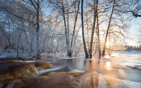 Winter Ice Forest Trees Sunlight Wallpaper Nature And Landscape