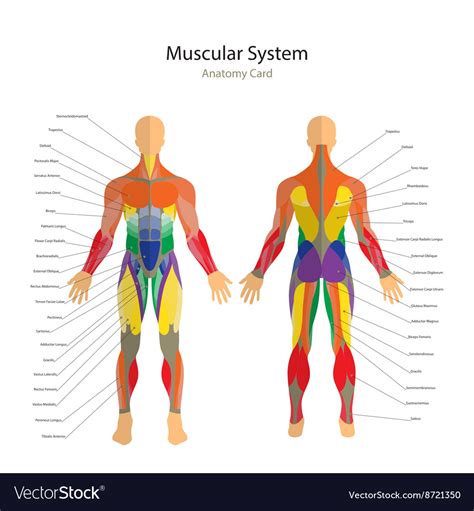 Body Muscle Diagram And Names 16 Muscular System Diagrams Images