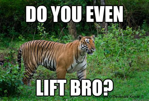 Gym Tiger Memes Quickmeme