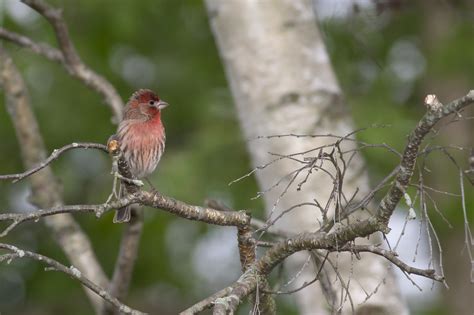 House Finch Haemorhous Mexicanus D6a3235 D Zachary Phipps Flickr