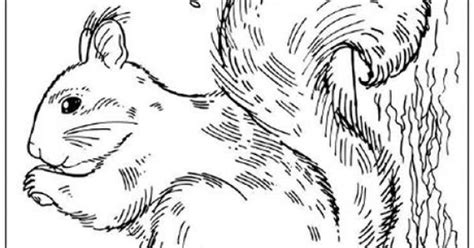 Click on the coloring page to open in a new window and print. Realistic Squirrel coloring pages for adults | Animal ...