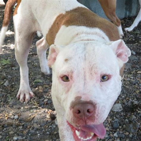Volunteers dedicated to rescuing and rehoming frenchies in the state of ohio. View Ad: American Bulldog Dog for Adoption, Georgia ...