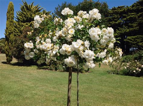 Weeping tree roses, about 6 feet. Young 'Crepuscule' weeping rose! Lovely! | My Country ...