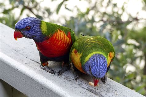 два зелено красно фиолетовых попугая вместе радужный лорикет птица