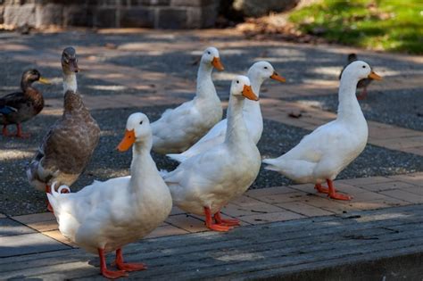 Premium Photo White Domesticated Ducks By A Pond In New Zealand