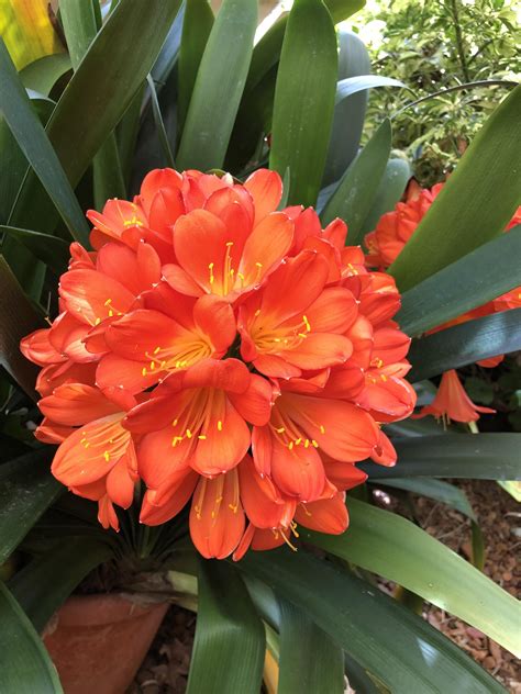 Maybe you would like to learn more about one of these? Clivia in full bloom. #gardening #garden #DIY #home #flowers #roses #nature #landscaping # ...
