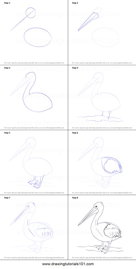 How To Draw A Pelican Printable Step By Step Drawing Sheet