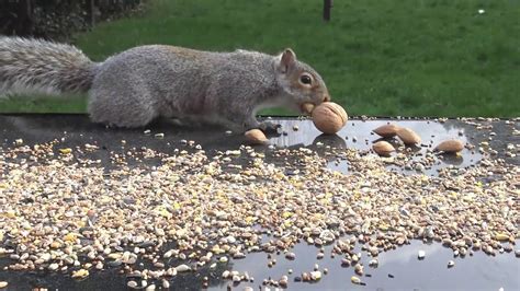 Squirrel Cam 18th January 2019 Squirrel Collecting Nut By Nut Youtube