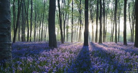 Purple Forest Field Of Flowers Great Atmosphere