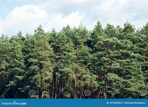 Beautiful Forest Of Pine Trees Stock Image Image Of Greenery Season