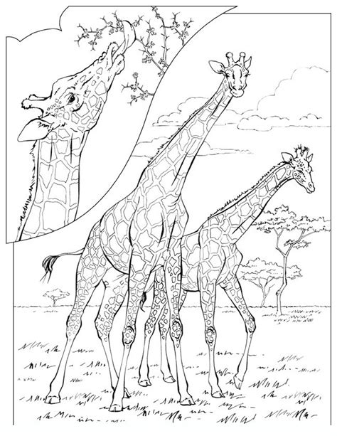 Giraffes Adult Coloring Pages