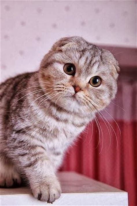 17 Best Images About Scottish Folds And Munchkin Kitties On