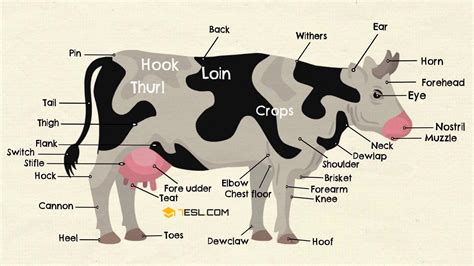 Parts Of A Cow Useful Cow Anatomy With Pictures 7 E S L Visual