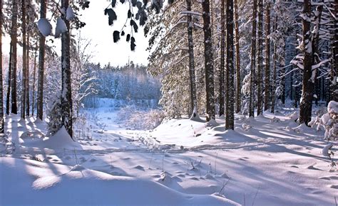 Snow Forest Wallpaper 61 Images