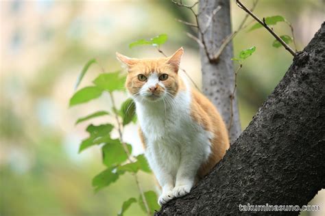 Cat Climbing Up The Tree To Enjoy Autumn Colors 10 Hometowns For Each