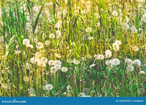 White Dandelions In The Grass Filtered Stock Image Image Of Seed