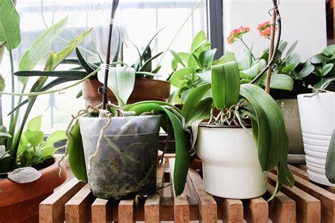 How To Care For Orchids Indoors Orchids Orchid Care Growing Orchids