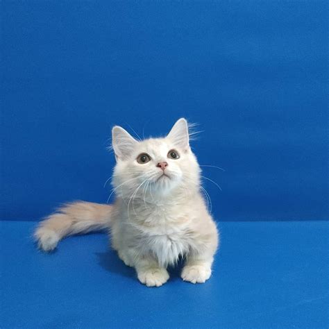 Kucing Munchkin, Hewan Berkaki Pendek yang Banyak Disukai - Lifestyle