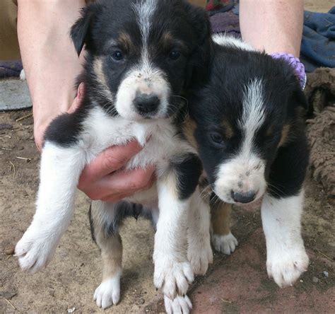 Border Collie Puppies For Sale Pets4homes Border Collie Puppies