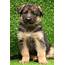 German Shepherd Puppy For Sale Delhi Ncr 100% Pure Breed  Dav Pet Lovers
