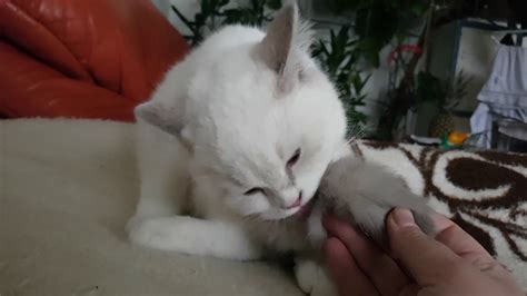 Cute Cat Helping To Lick His Tail Youtube