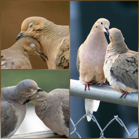 Part Of The Mourning Doves Bonding Ritual Consists Of The Pair