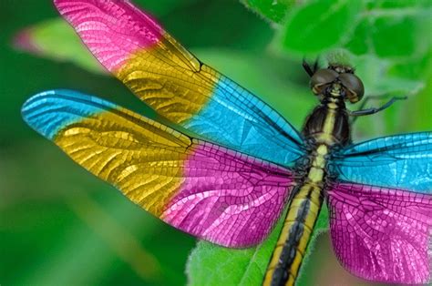 Color Full Dragonfly Dragonfly Photos Dragonfly Photography Macro