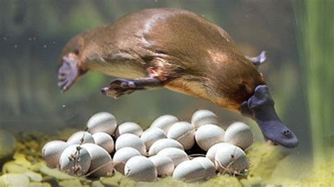 The mammals that lay eggs are platypuses (no, not platypi, platypuses) and echidnas. Animals that lay eggs / حيوانات تضع البيض - YouTube
