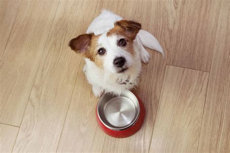 Essential Nutrients Help Puppies Grow Strong And Healthy