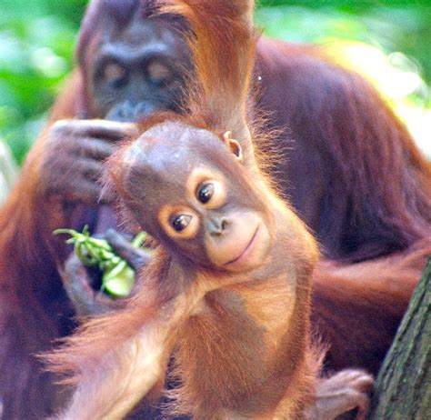 Sumatran Orangutan The Life Of Animals