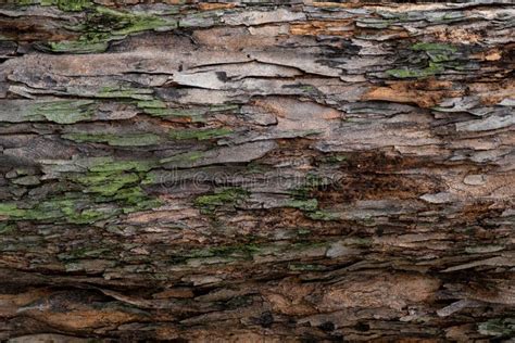 Closeup Texture Of Tree Bark Pattern Of Natural Tree Bark Background
