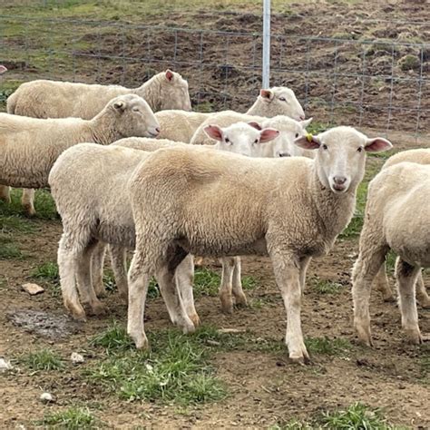 Lot 294 150 Mixed Sex Store Lambs Auctionsplus