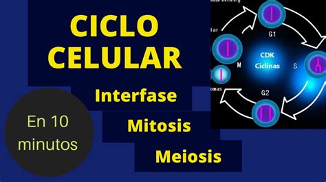Ciclo Celular Mitosis Y Meiosis ¡en 10 Minutos Youtube