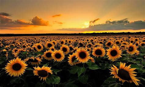 Cute Sunflower Desktop Wallpapers Top Free Cute Sunflower Desktop