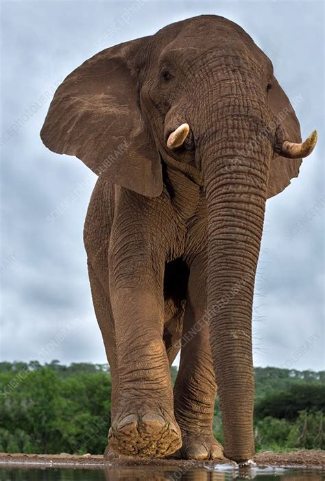 African Elephant Bull Stock Image C0359193 Science Photo Library