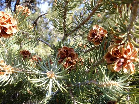 The Piñon Pines — Pinus Monophylla Pinus Edulis And More Nomad