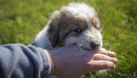 Almost all puppies bite when they are young. How to Stop a Puppy from Biting and Mouthing: 7 Most ...